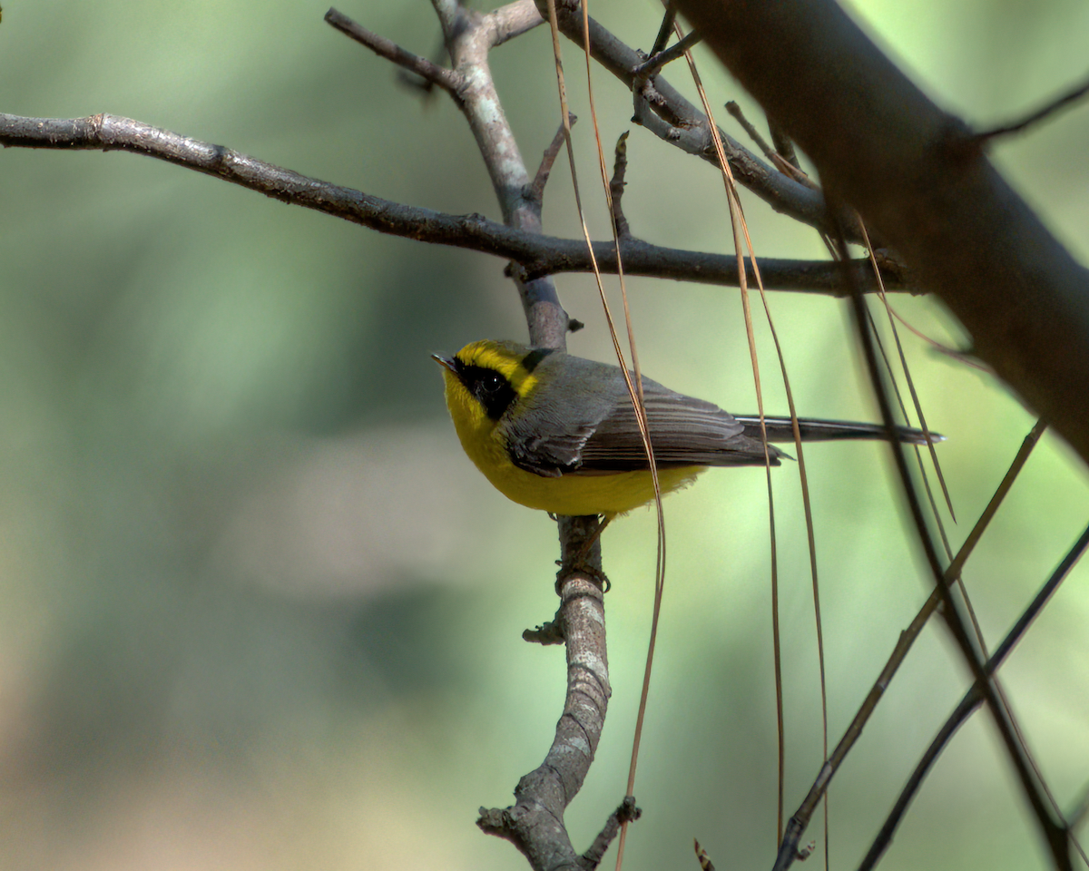 Yellow-bellied Fairy-Fantail - ML642610121
