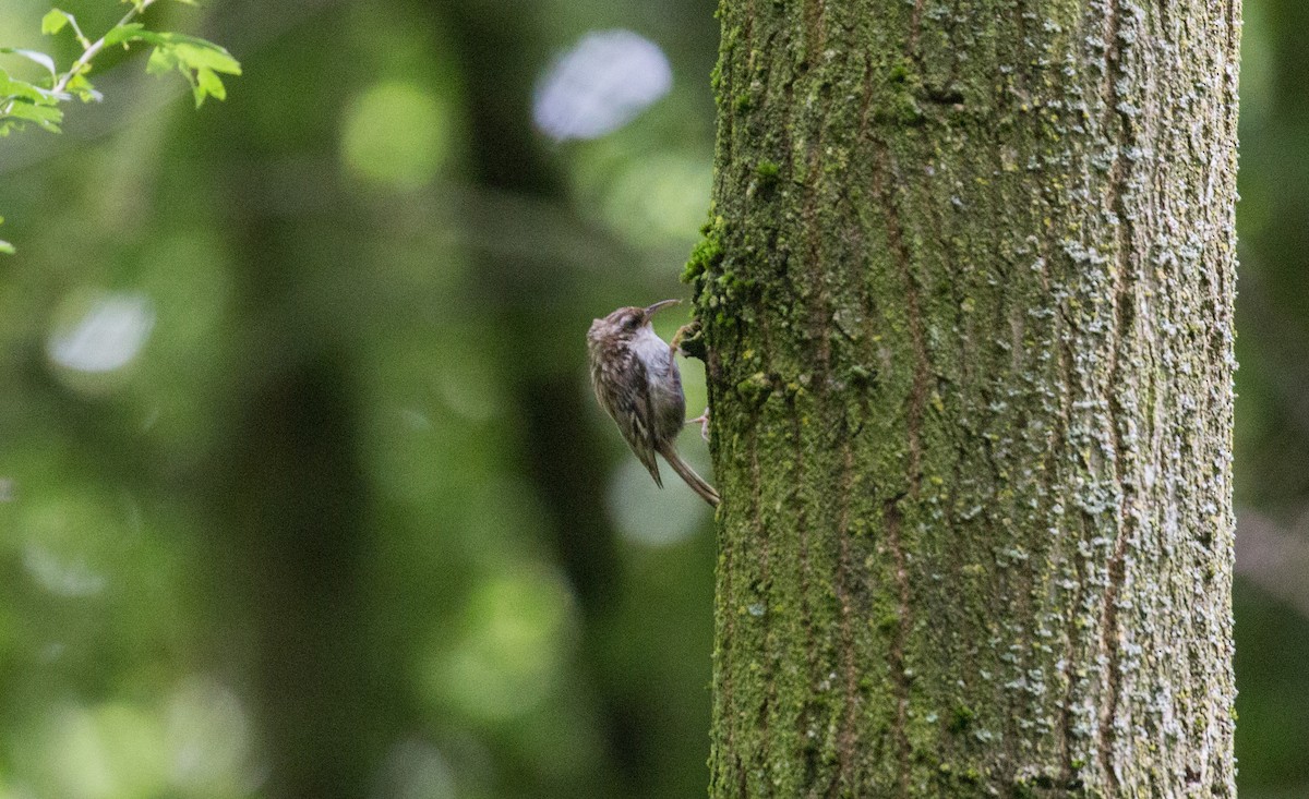 Short-toed Treecreeper - ML642610131