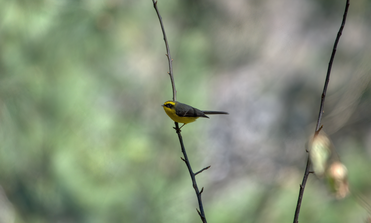 Yellow-bellied Fairy-Fantail - ML642610145