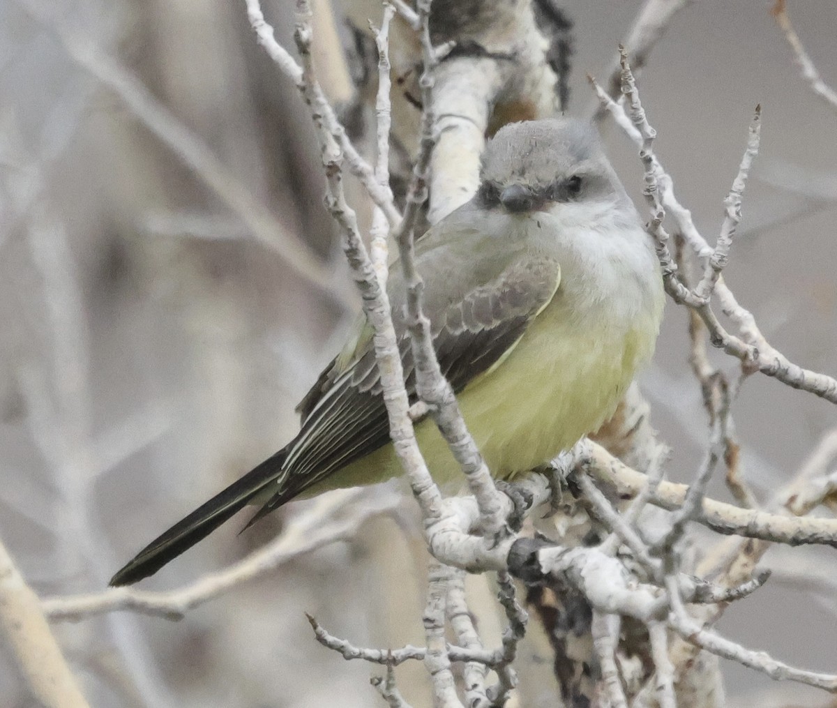 Western Kingbird - ML642610169