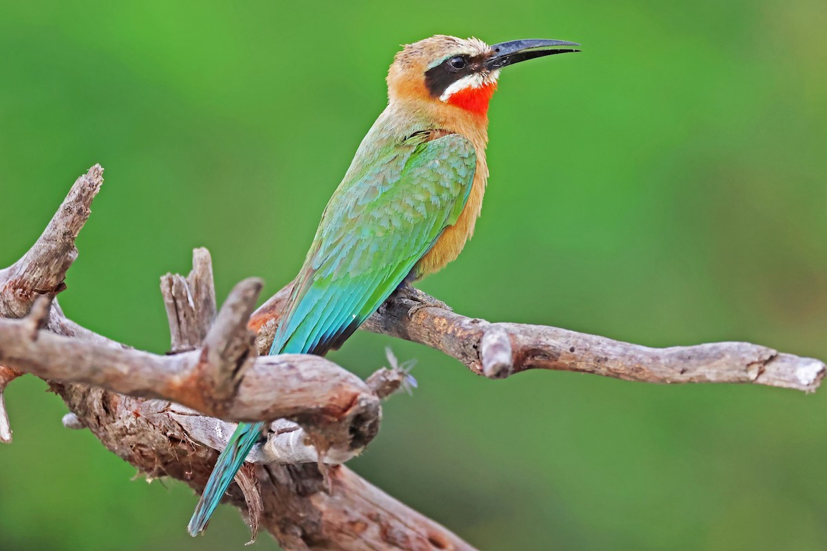 White-fronted Bee-eater - ML642610193
