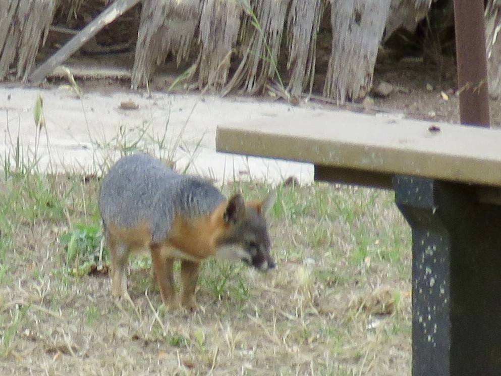 Animals - ML642610197