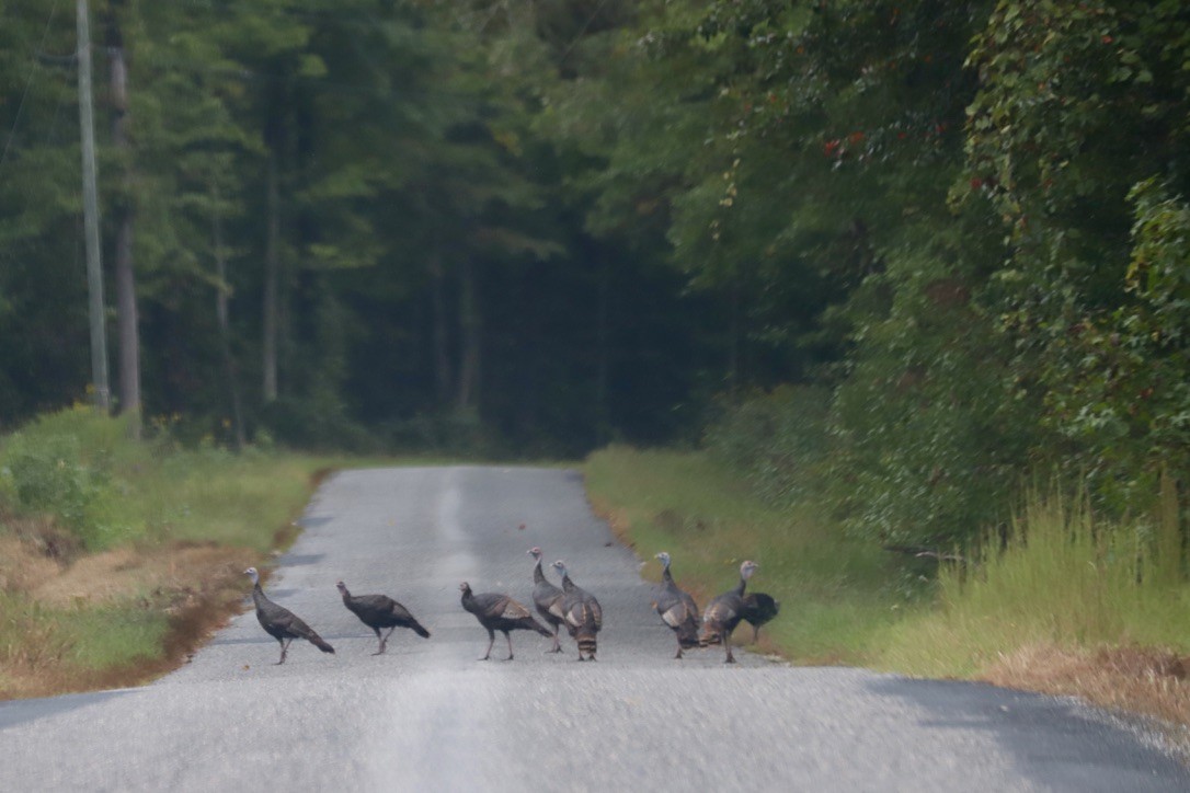Wild Turkey - ML642610203