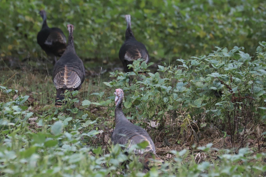 Wild Turkey - ML642610204
