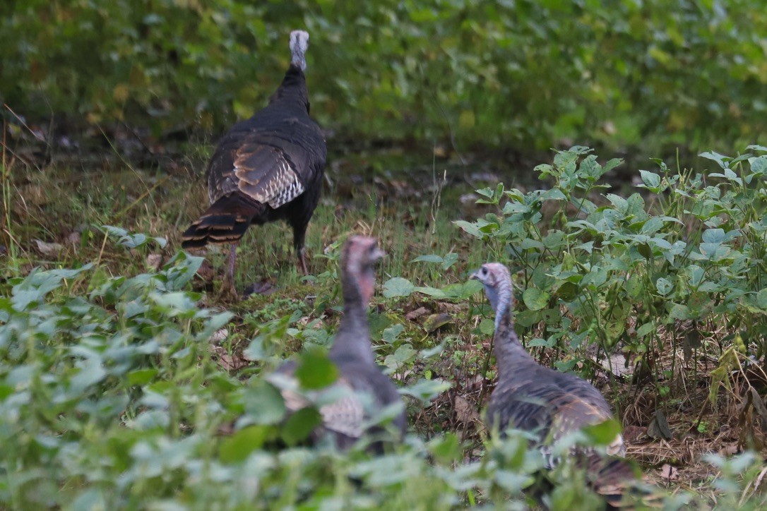 Wild Turkey - ML642610205