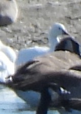 Ross's Goose - ML642610212