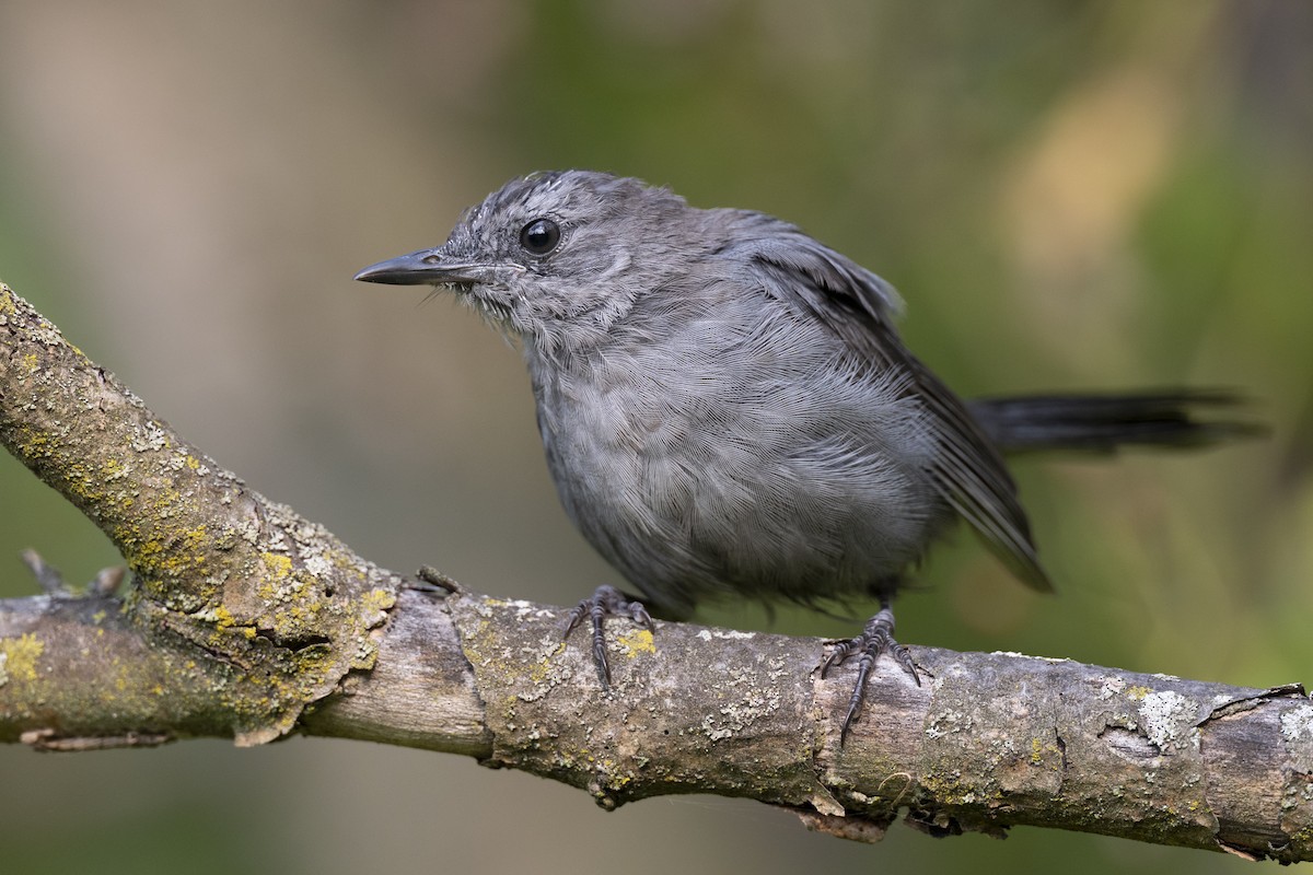 Gray Catbird - ML642610216