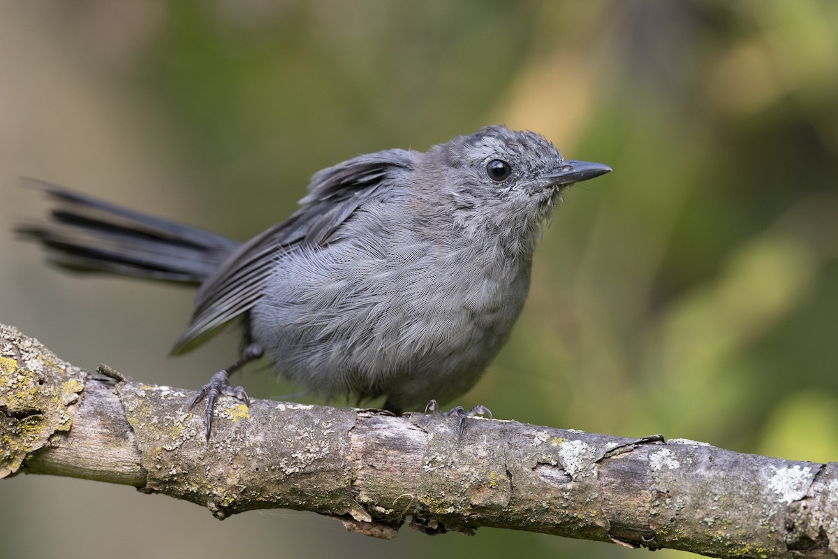 Gray Catbird - ML642610217