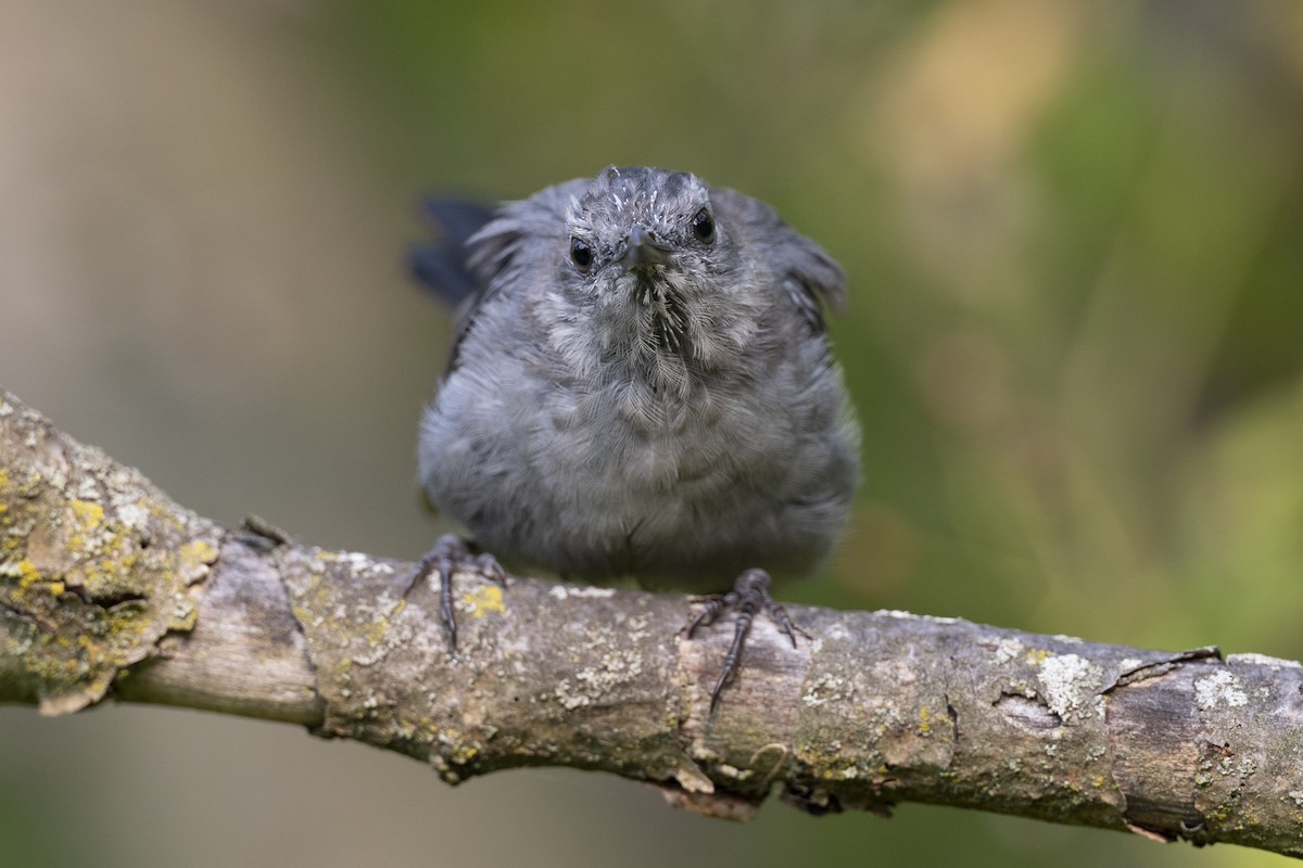 Gray Catbird - ML642610218
