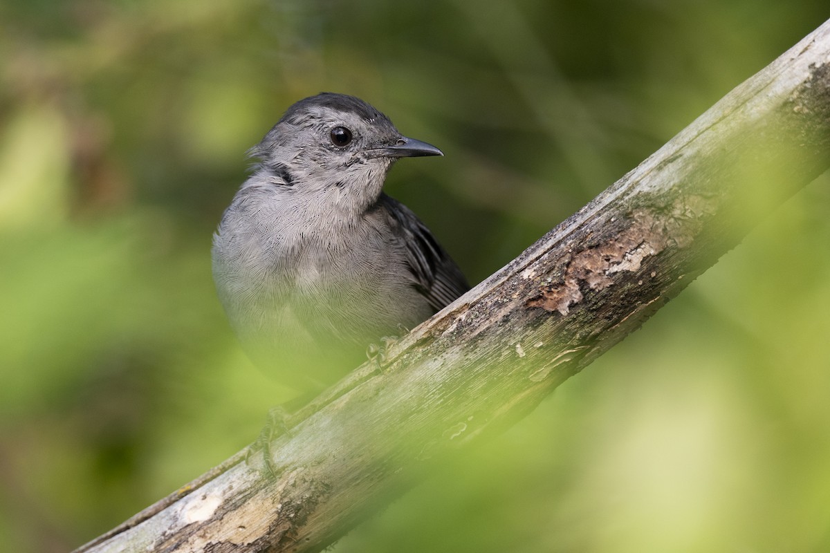 Gray Catbird - ML642610220