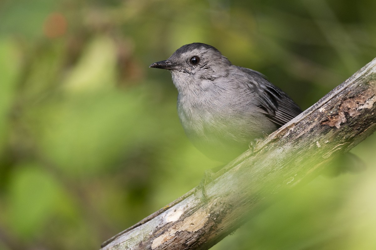 Gray Catbird - ML642610221