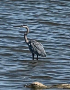 Great Blue Heron - ML642610233