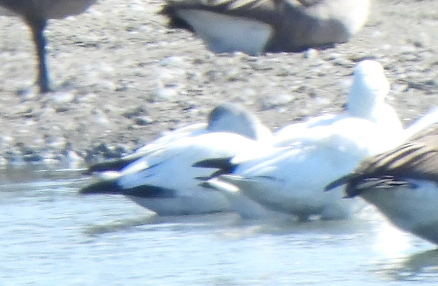 Ross's Goose - ML642610243