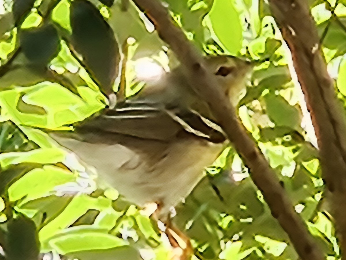 Blackpoll Warbler - ML642610245