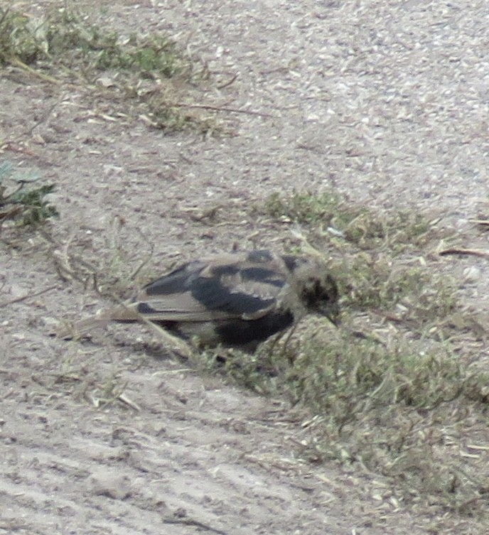 Brown-headed Cowbird - ML642610251