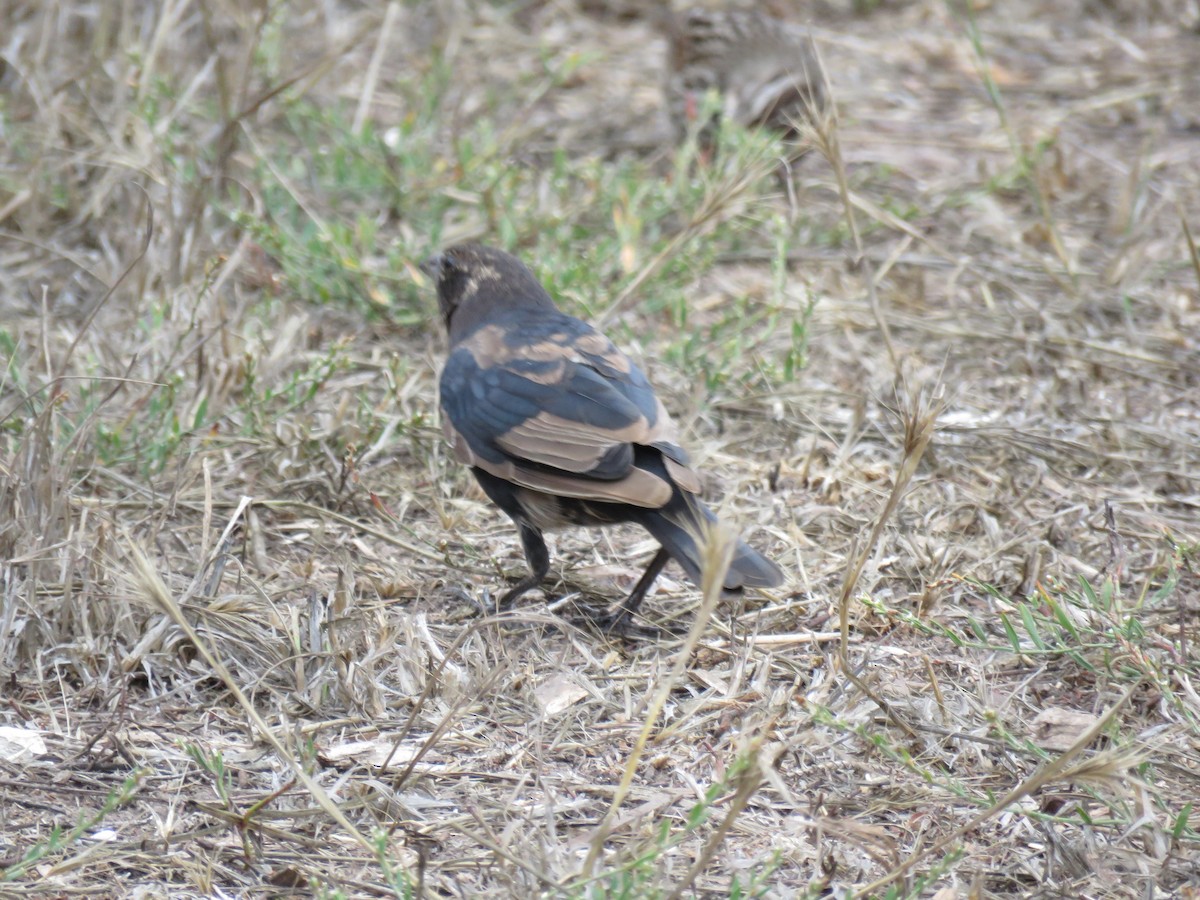 Brown-headed Cowbird - ML642610252