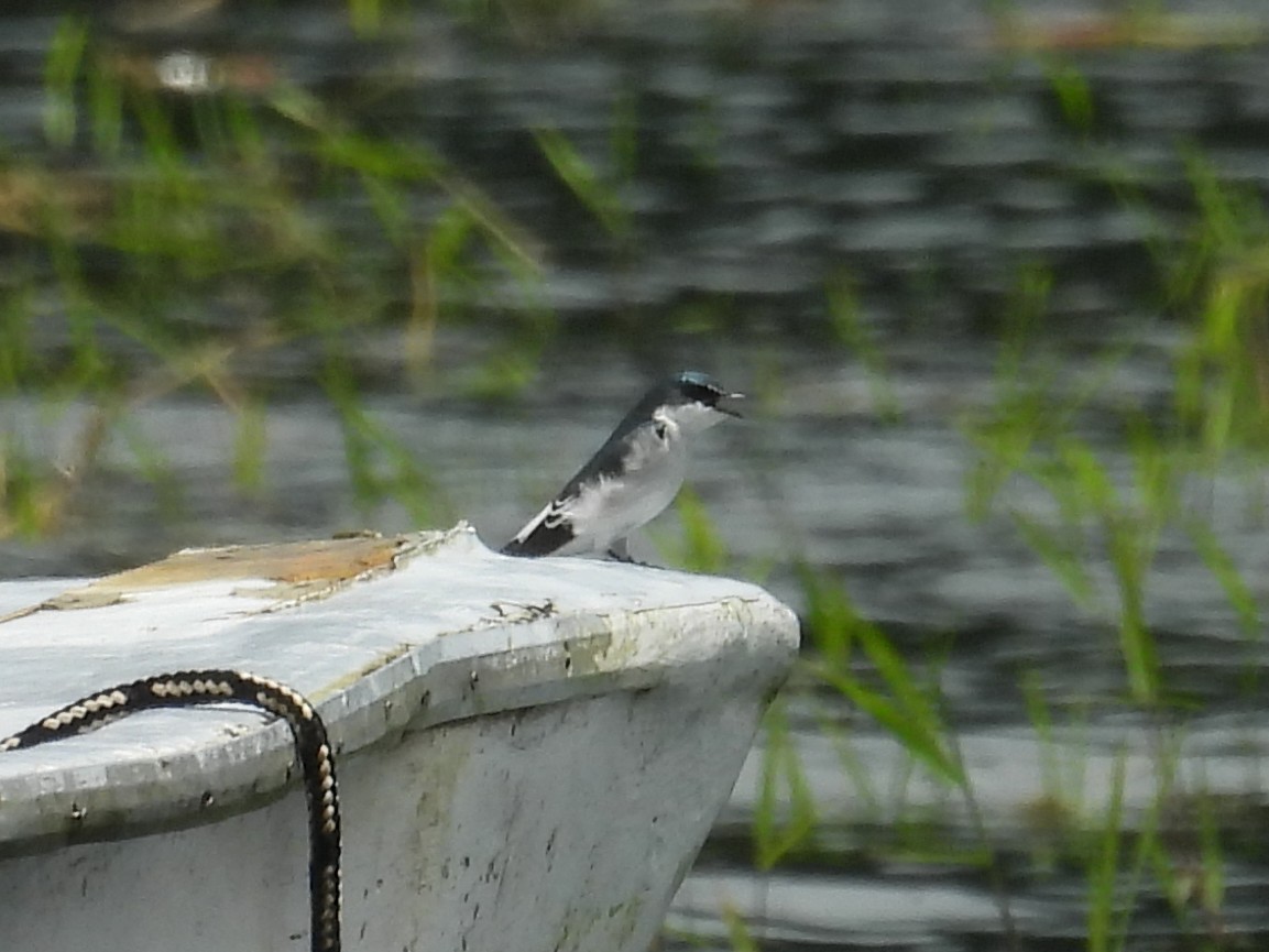 Mangrove Swallow - ML642610256