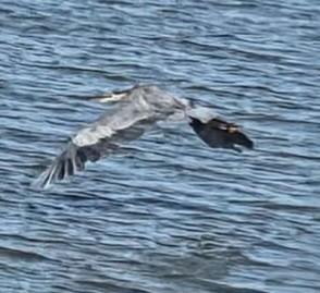 Great Blue Heron - ML642610257