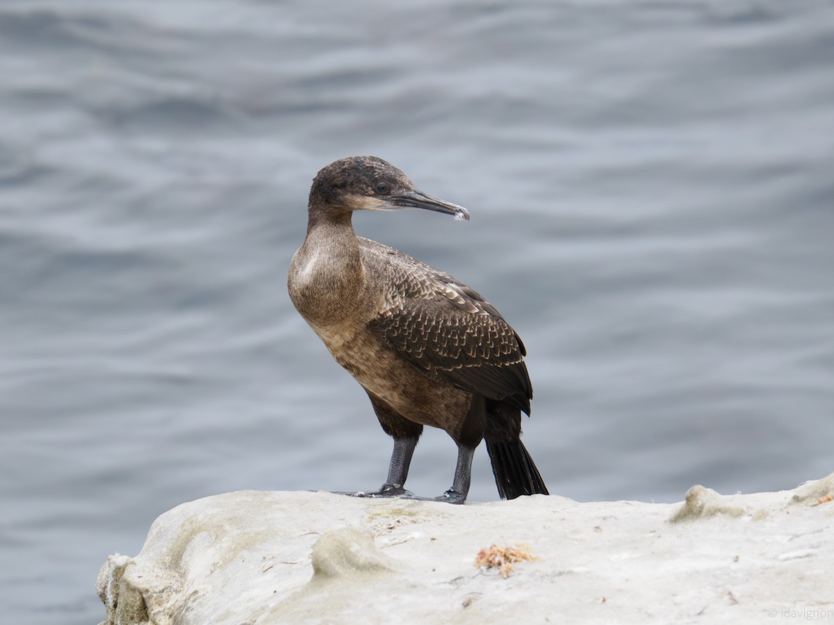 Cormoran de Brandt - ML642610285
