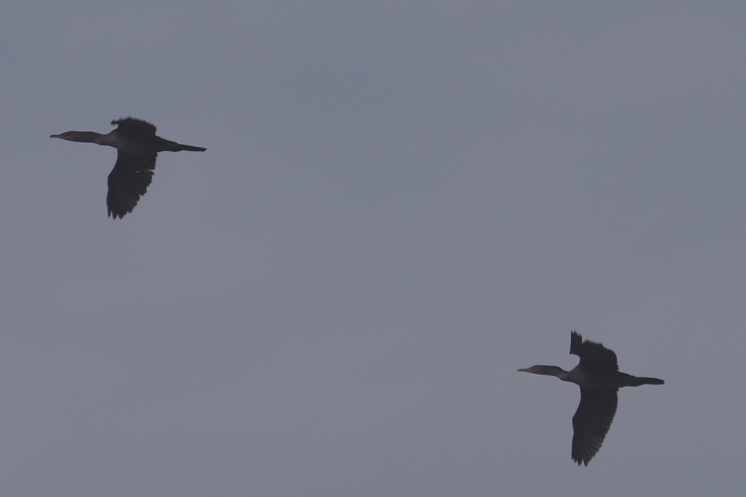 Double-crested Cormorant - ML642610286