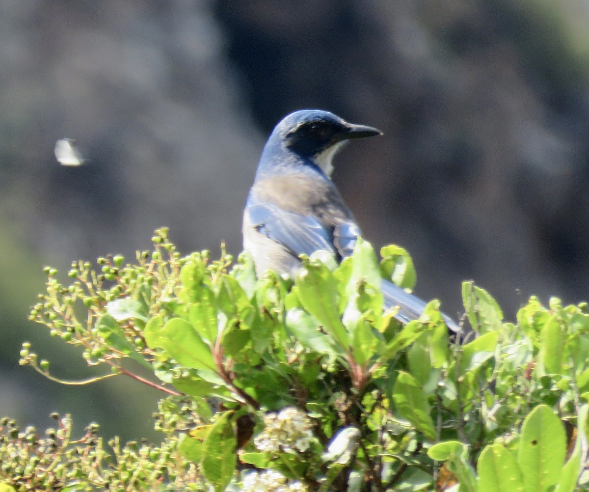 Island Scrub-Jay - ML642610289