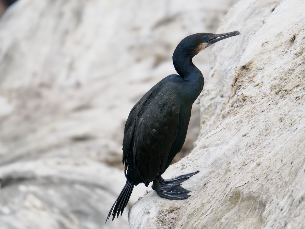Cormoran de Brandt - ML642610290