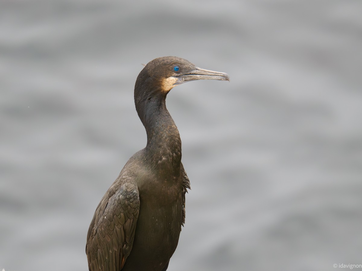 Cormoran de Brandt - ML642610295