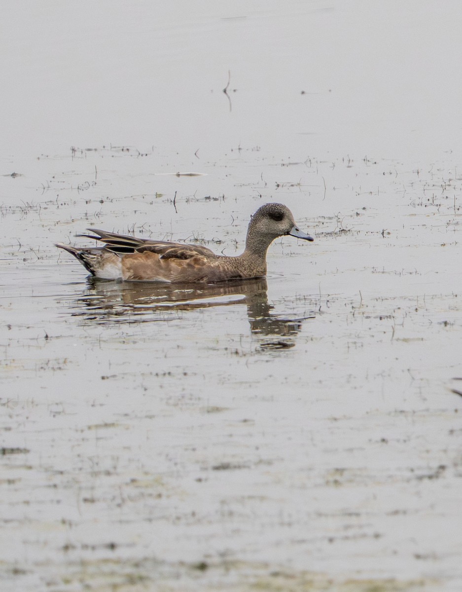 Canard d'Amérique - ML642610312
