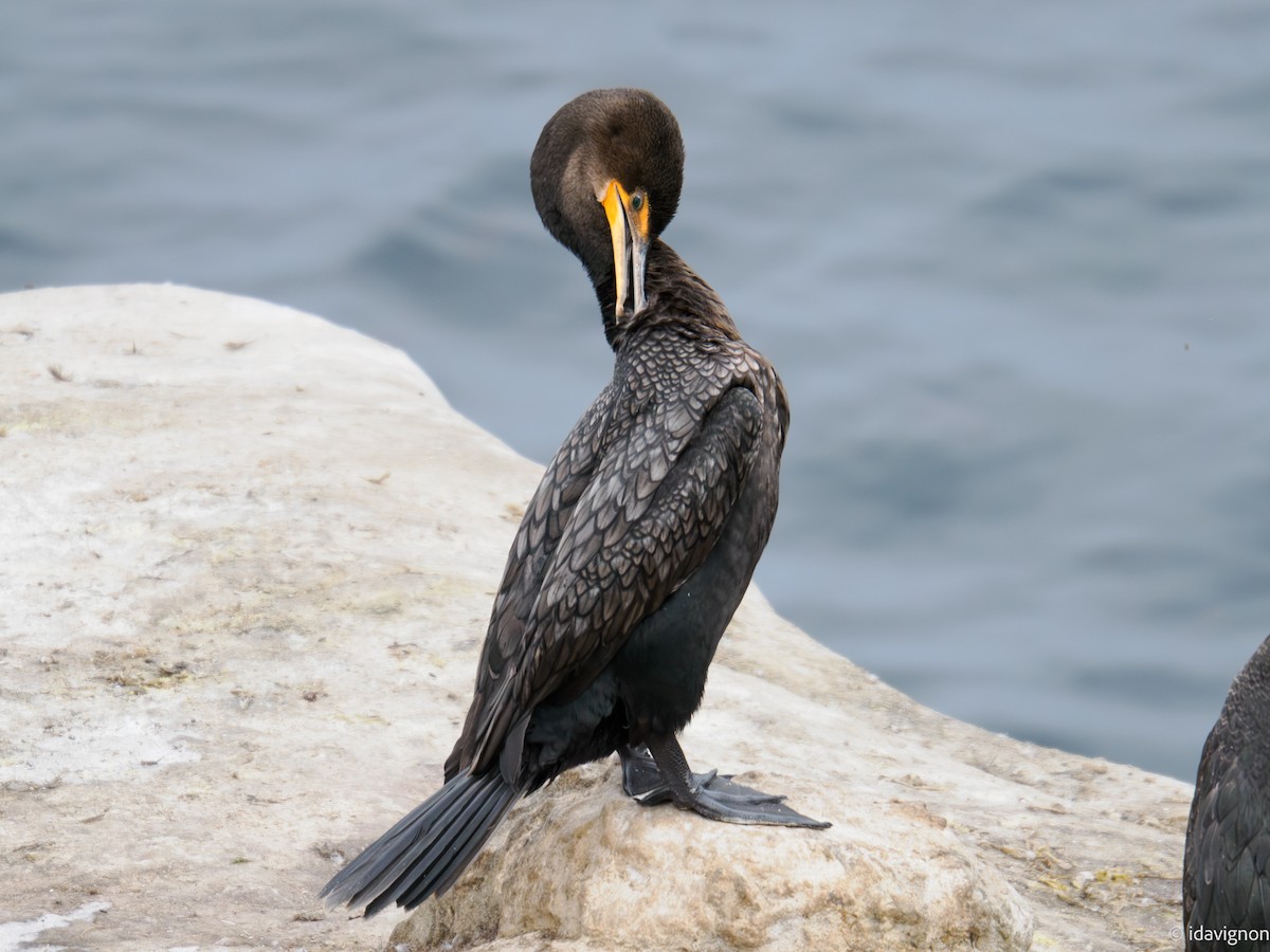 Double-crested Cormorant - ML642610316