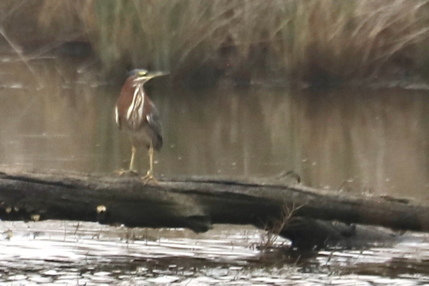 Green Heron - ML642610317