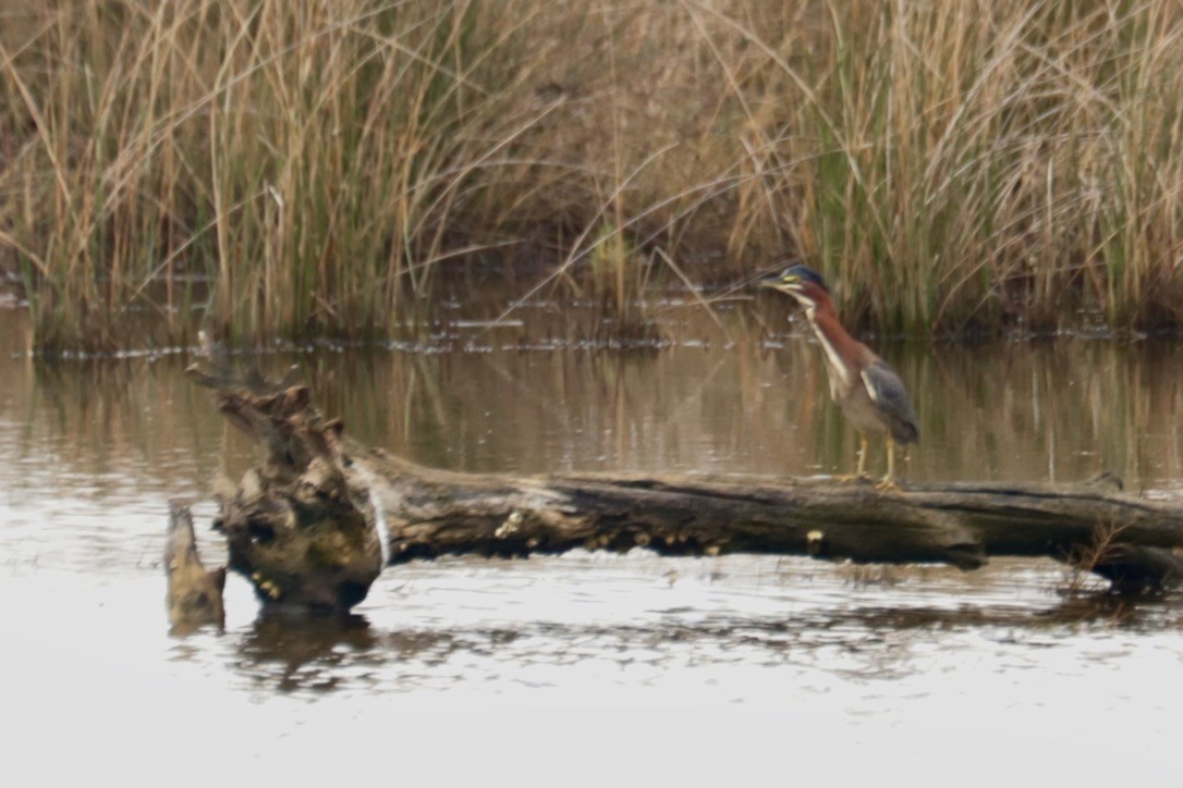 Green Heron - ML642610318