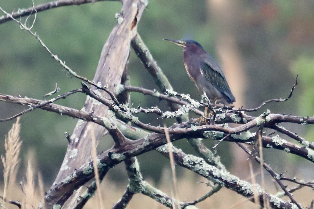 Green Heron - ML642610319