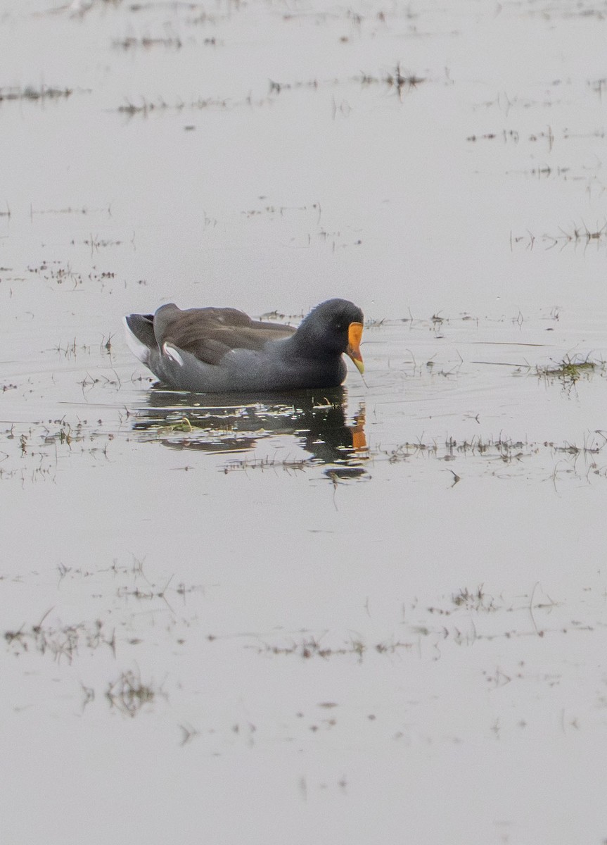 Common Gallinule - ML642610331