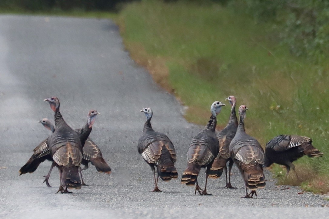 Wild Turkey - ML642610344