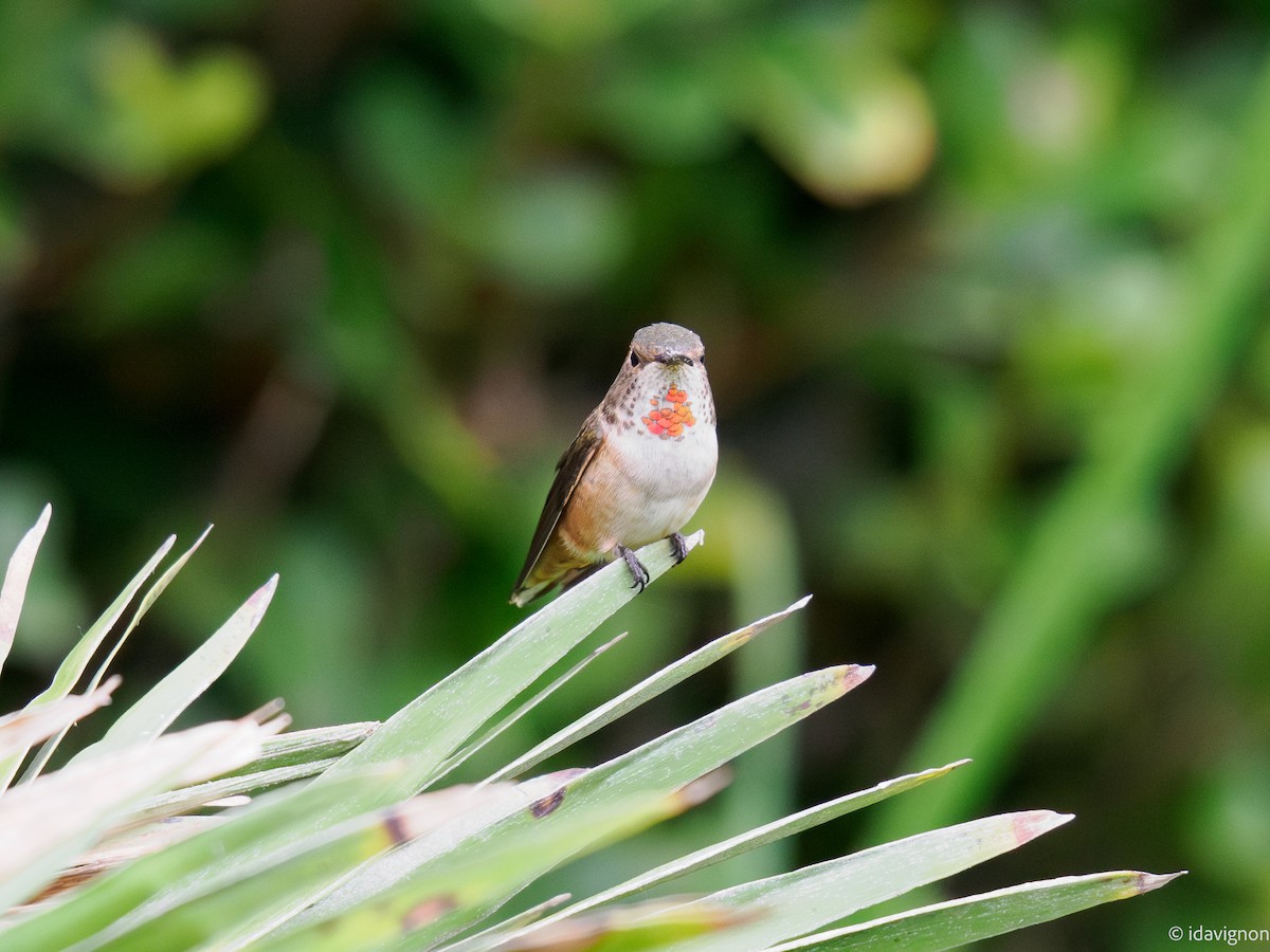 Allen's Hummingbird - ML642610345