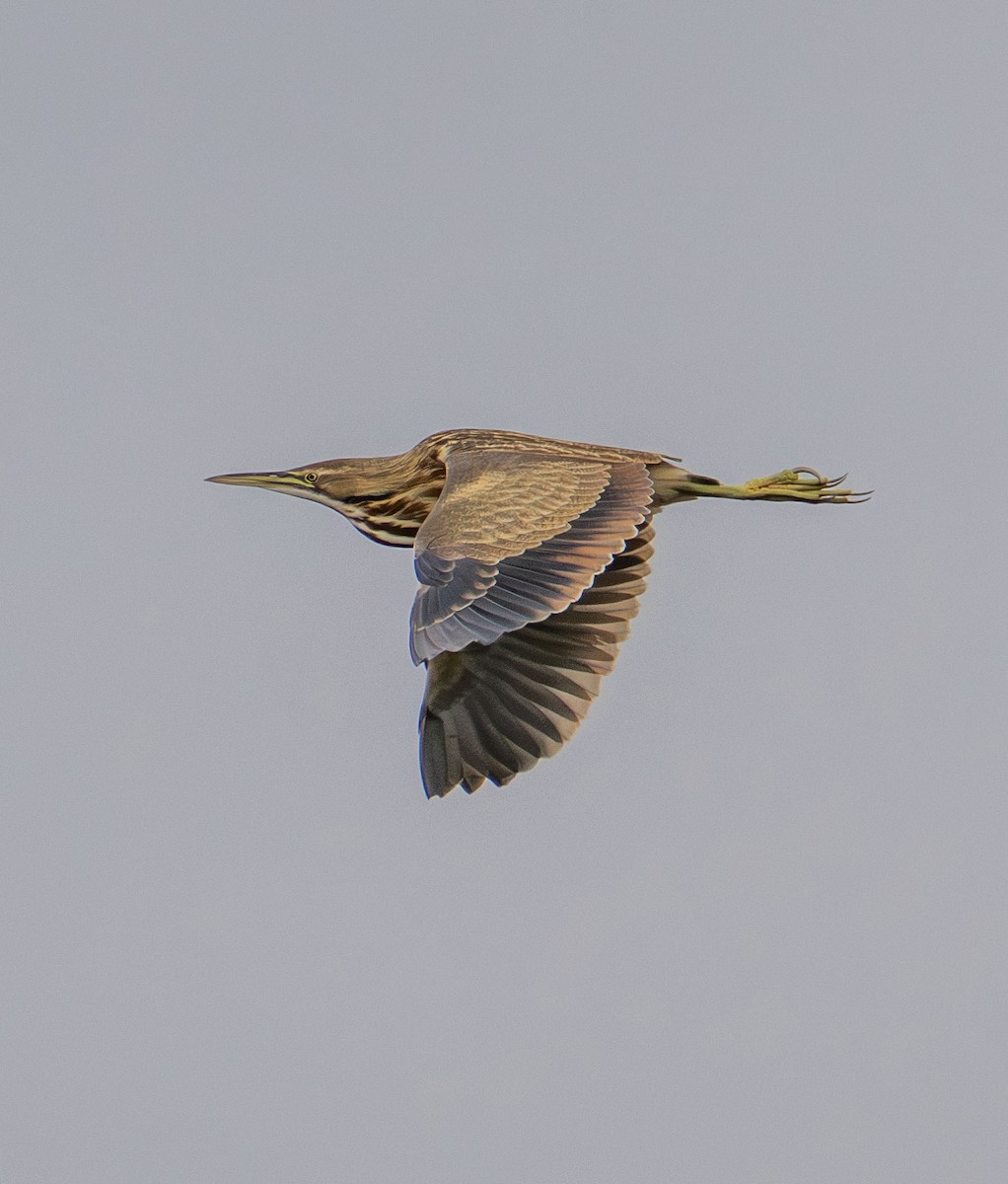 American Bittern - ML642610357