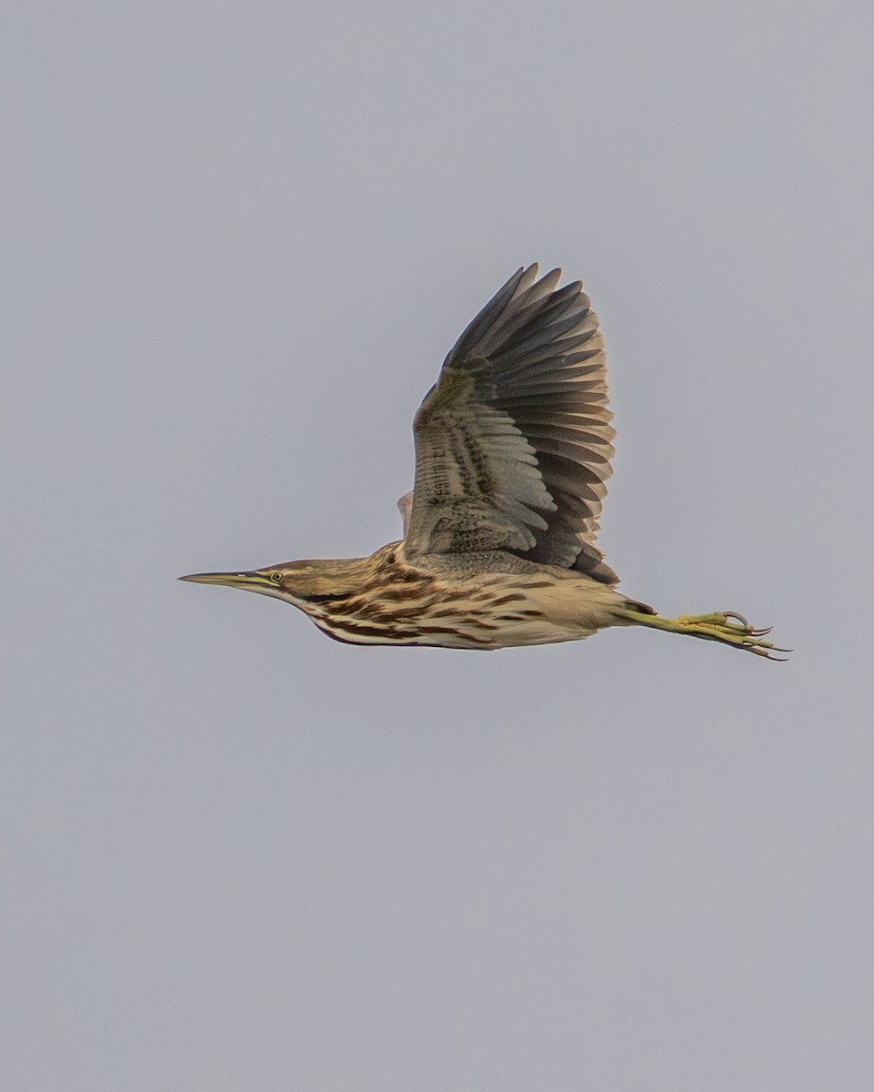 American Bittern - ML642610358
