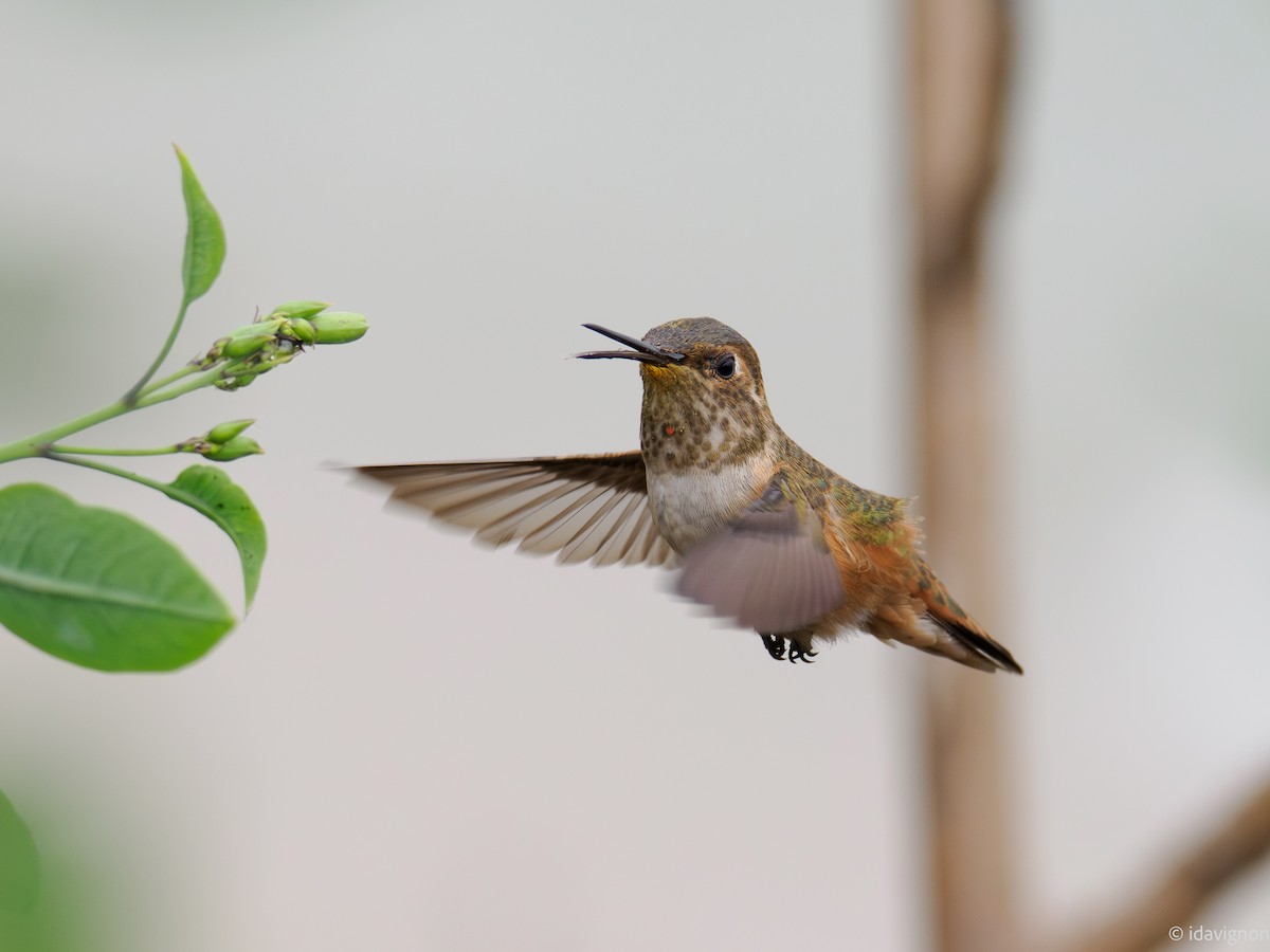 Allen's Hummingbird - ML642610368