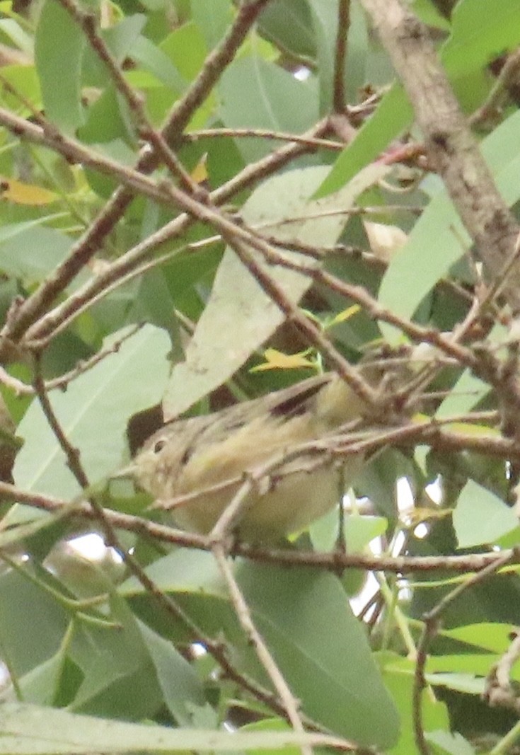 Lucy's Warbler - ML642610381