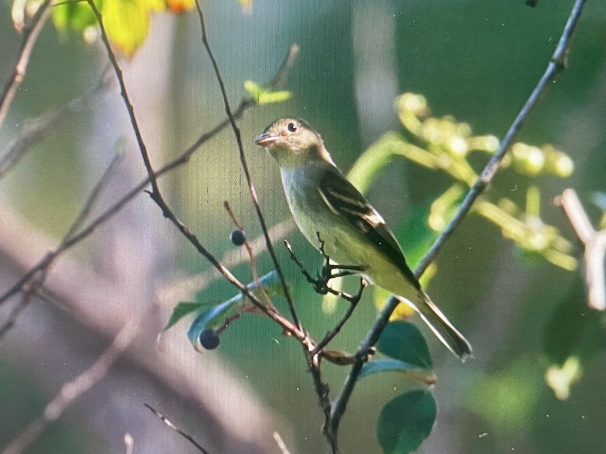 Acadian Flycatcher - ML642610388