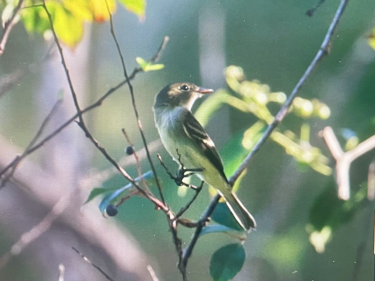 Acadian Flycatcher - ML642610389