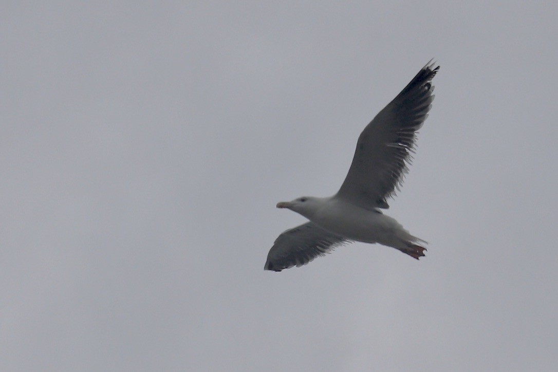 Great Black-backed Gull - ML642610395