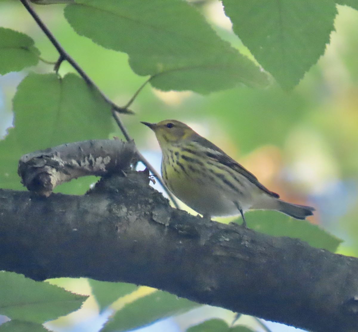 Cape May Warbler - ML642610414