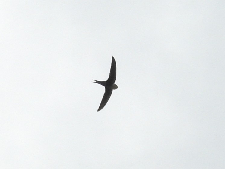 Lesser Swallow-tailed Swift - ML642610469