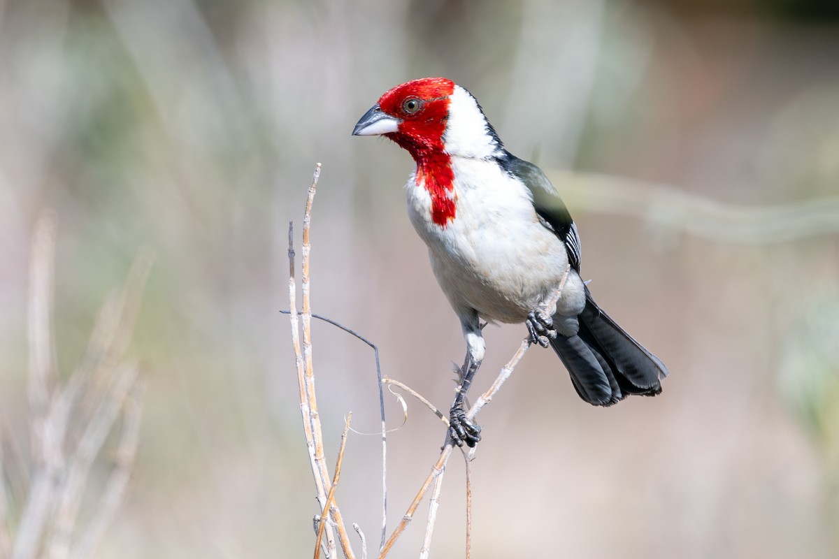 Red-cowled Cardinal - ML642610481