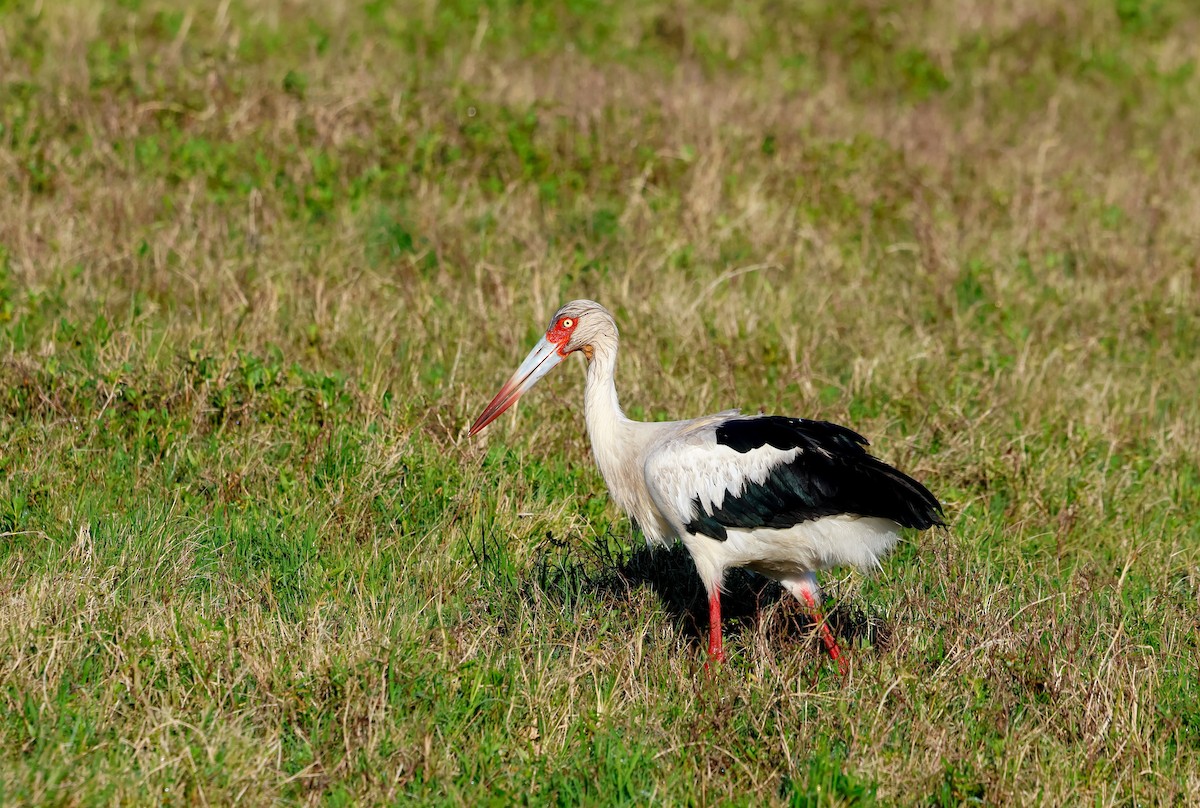 Maguari Stork - ML642610493