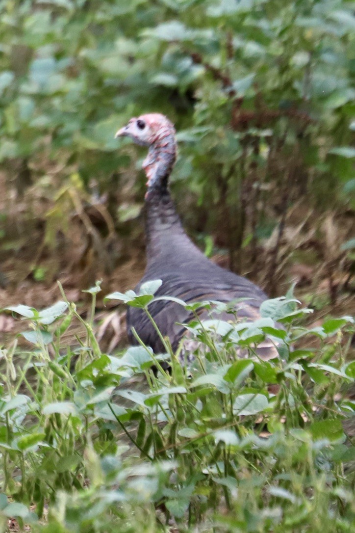 Wild Turkey - ML642610504