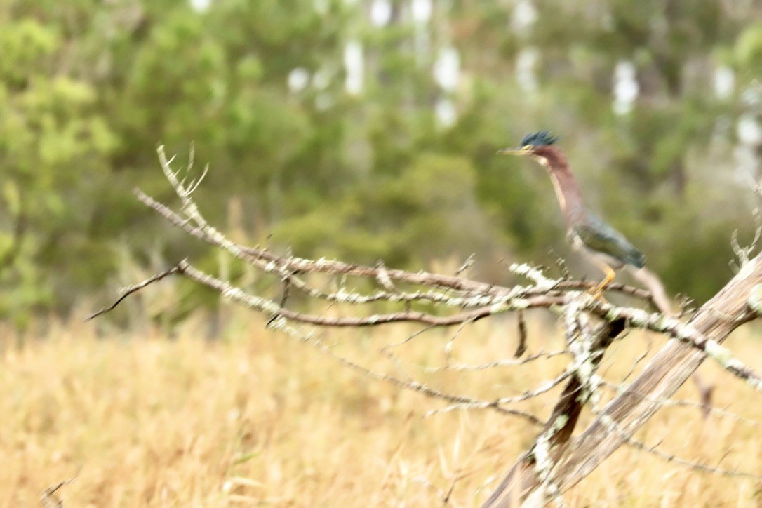 Green Heron - ML642610522