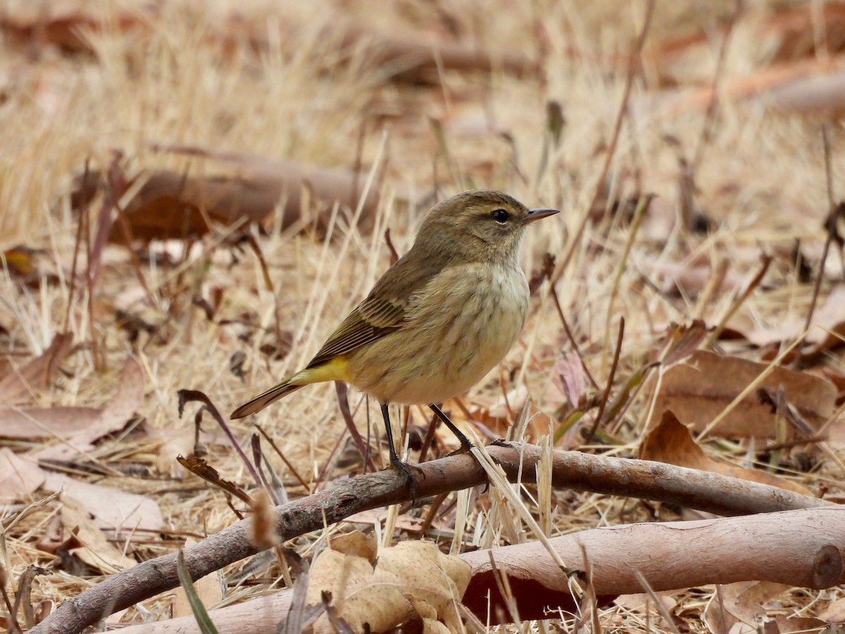 Palm Warbler - ML642610550