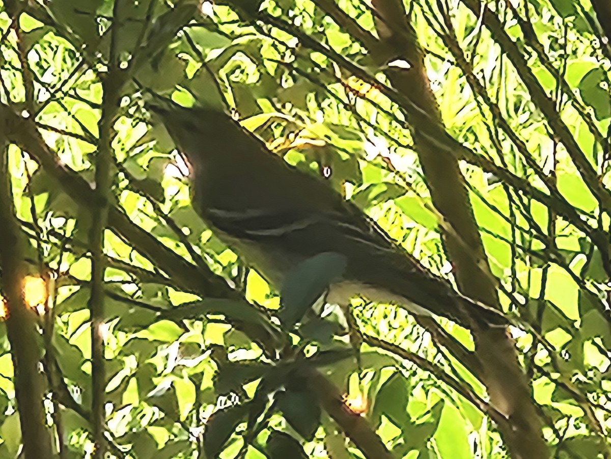 Blackpoll Warbler - ML642610556